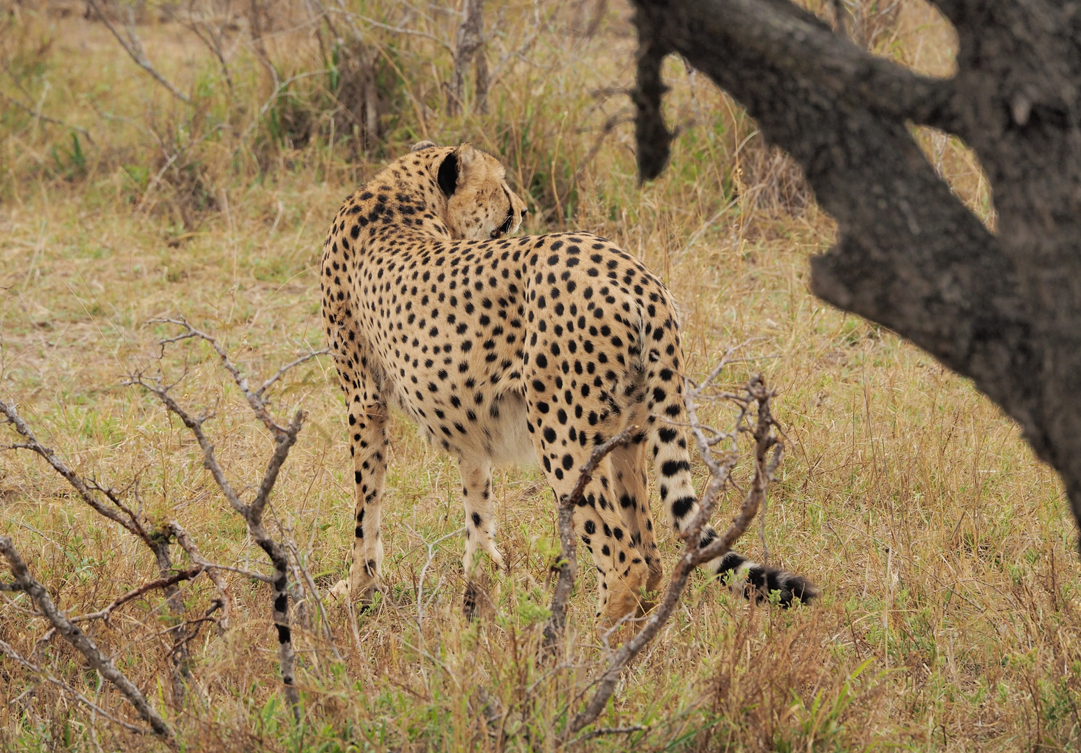 Gepard