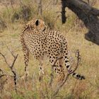 Gepard