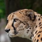 Gepard