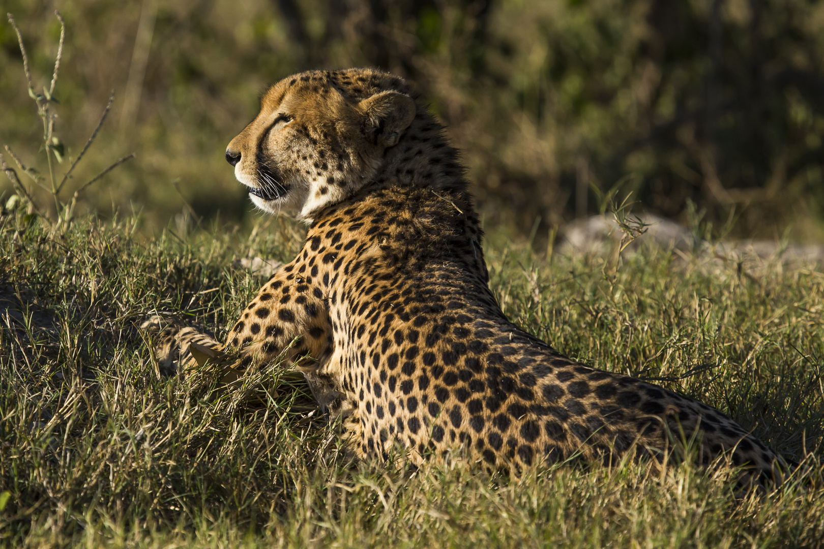 Gepard