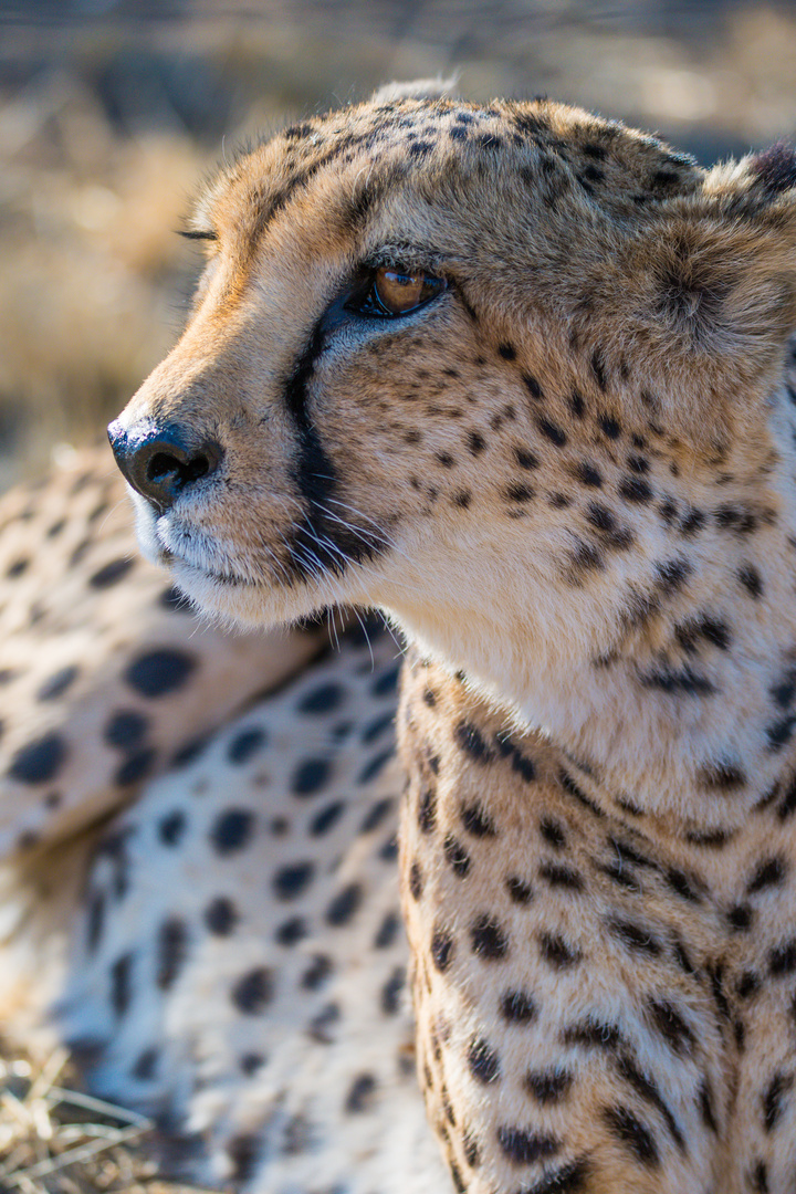 Gepard-3