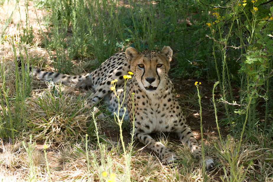 Gepard 3