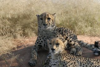 Gepard 3