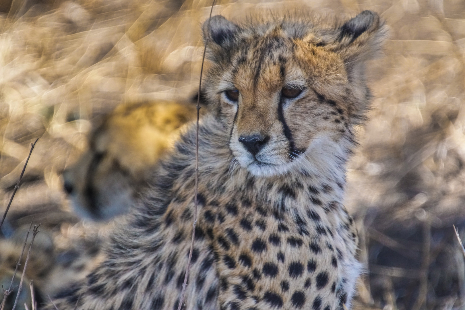 Gepard 3