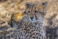 Gepard 3