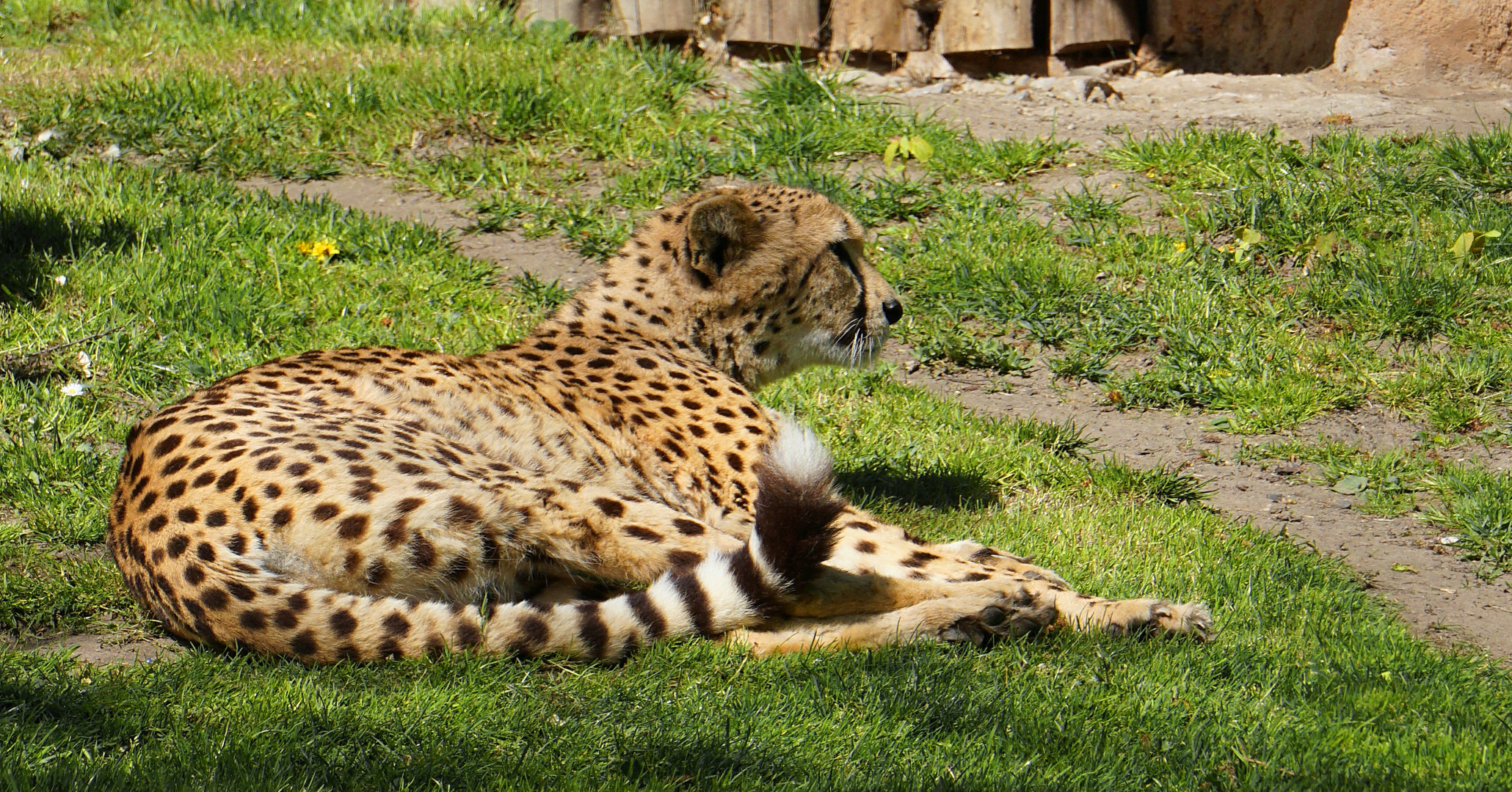 Gepard (3)