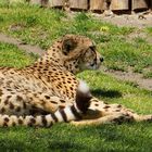 Gepard (3)