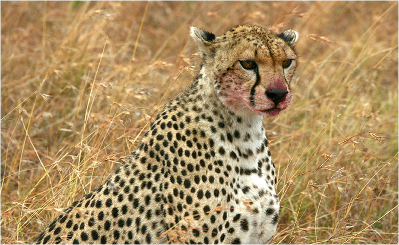 Gepard