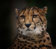 Gepard