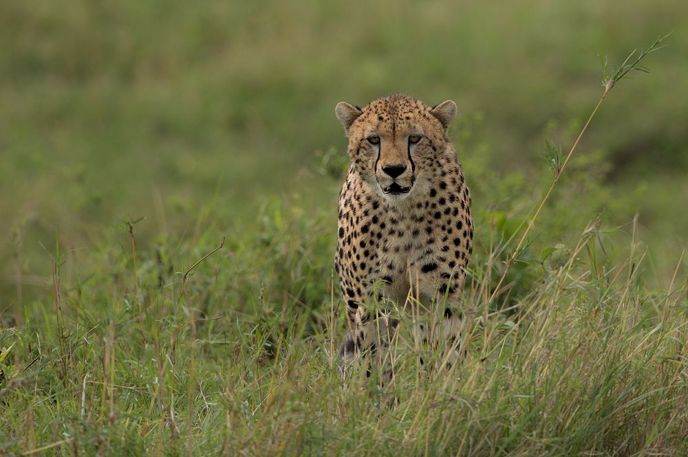 Gepard