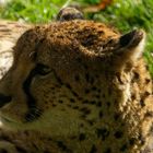 Gepard