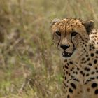 Gepard