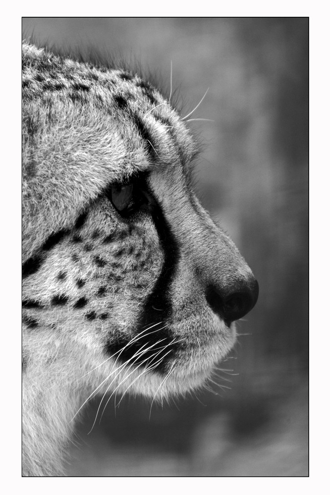 Gepard