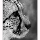 Gepard