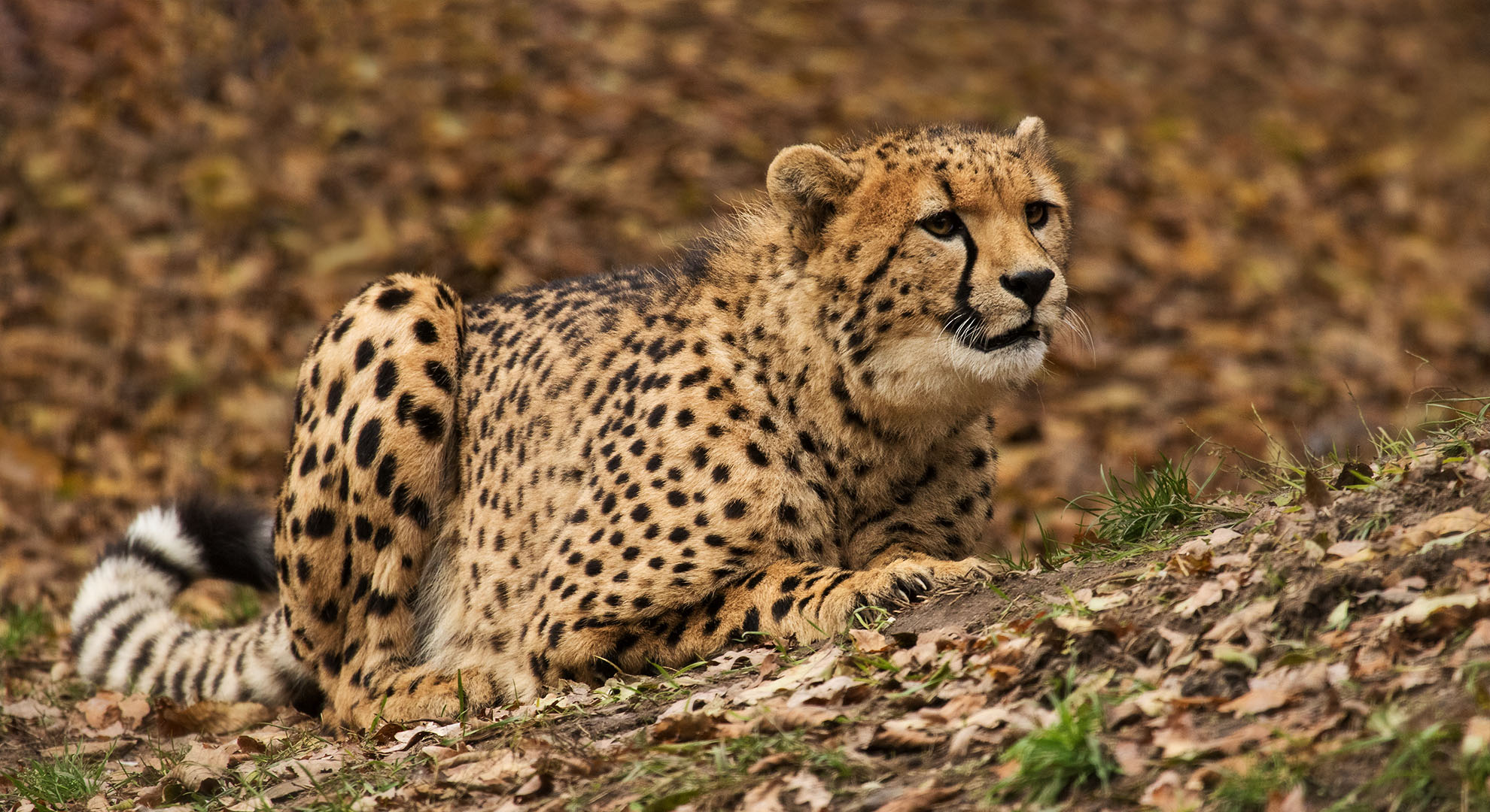 Gepard