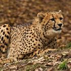 Gepard