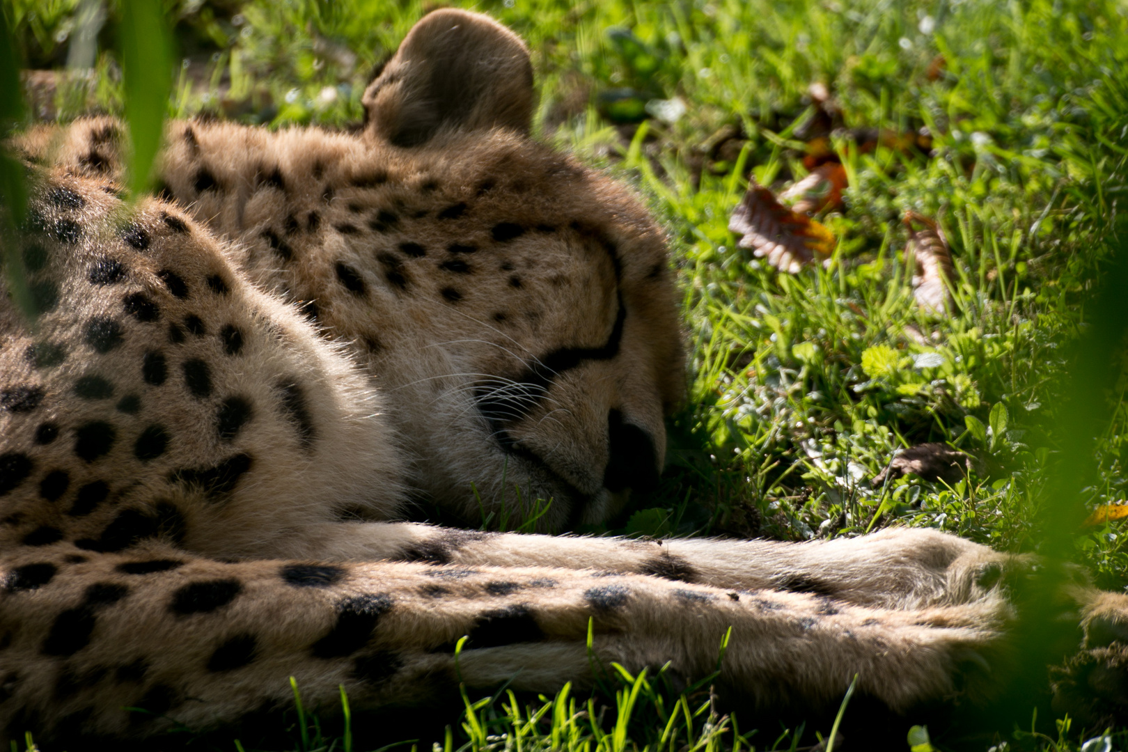 Gepard