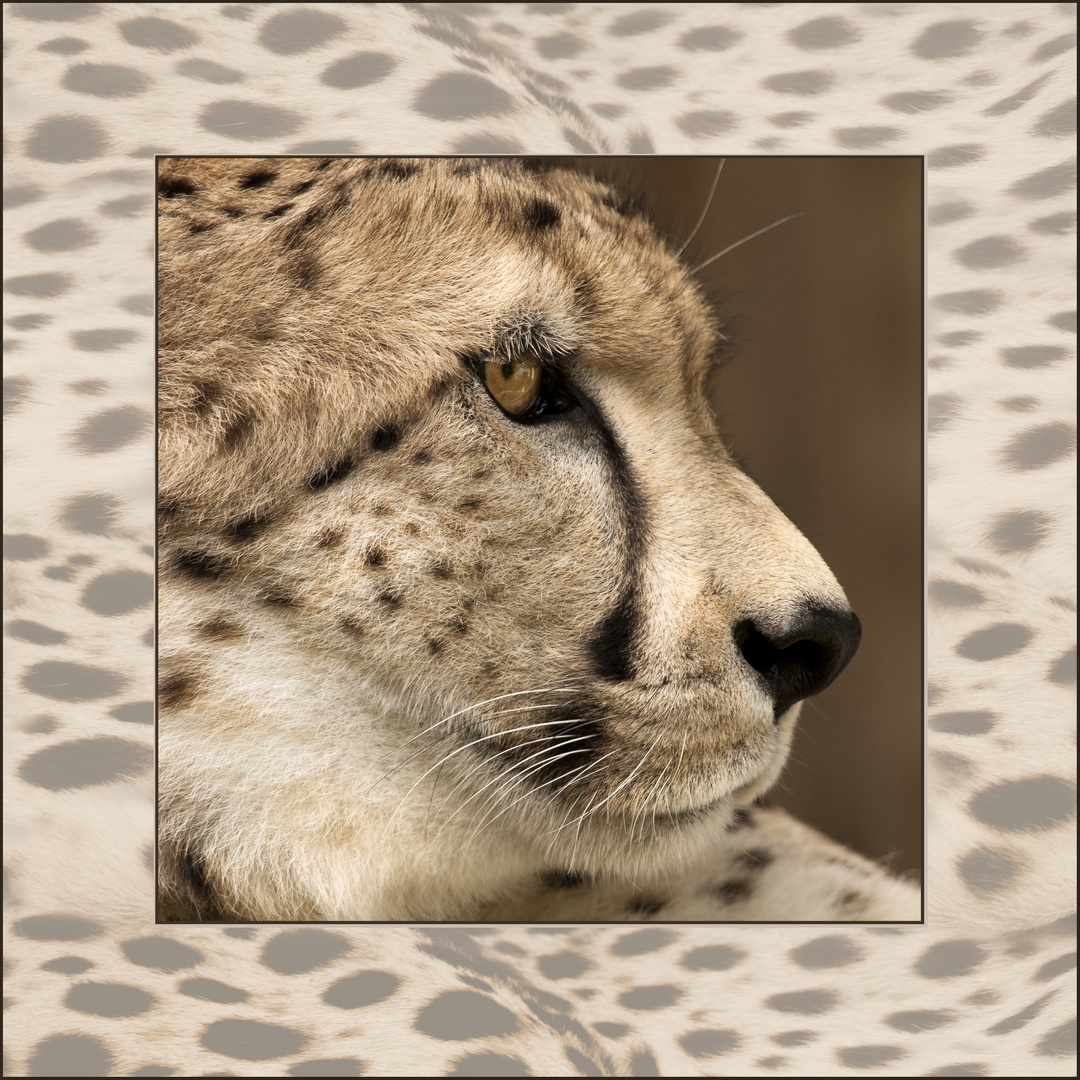 Gepard