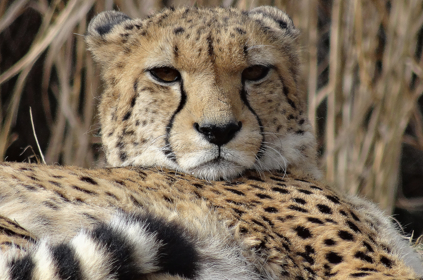 Gepard