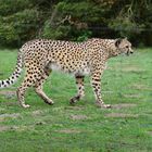 Gepard