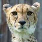 Gepard