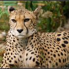 Gepard