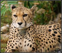 Gepard