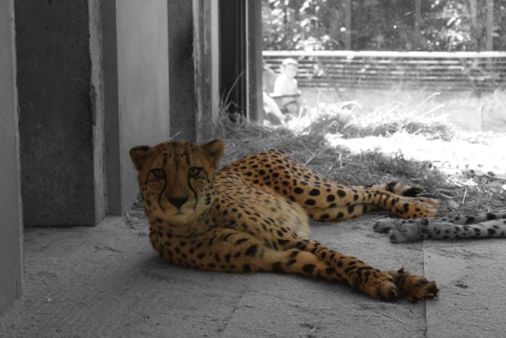 Gepard