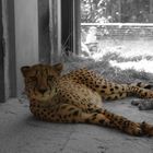 Gepard