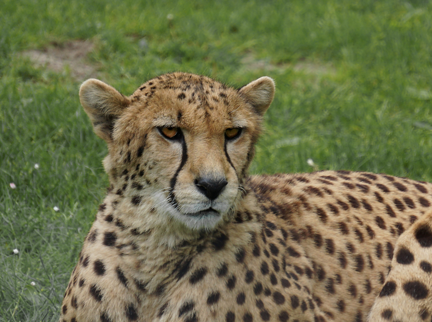 Gepard