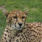 Gepard