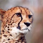 Gepard