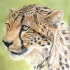 Gepard