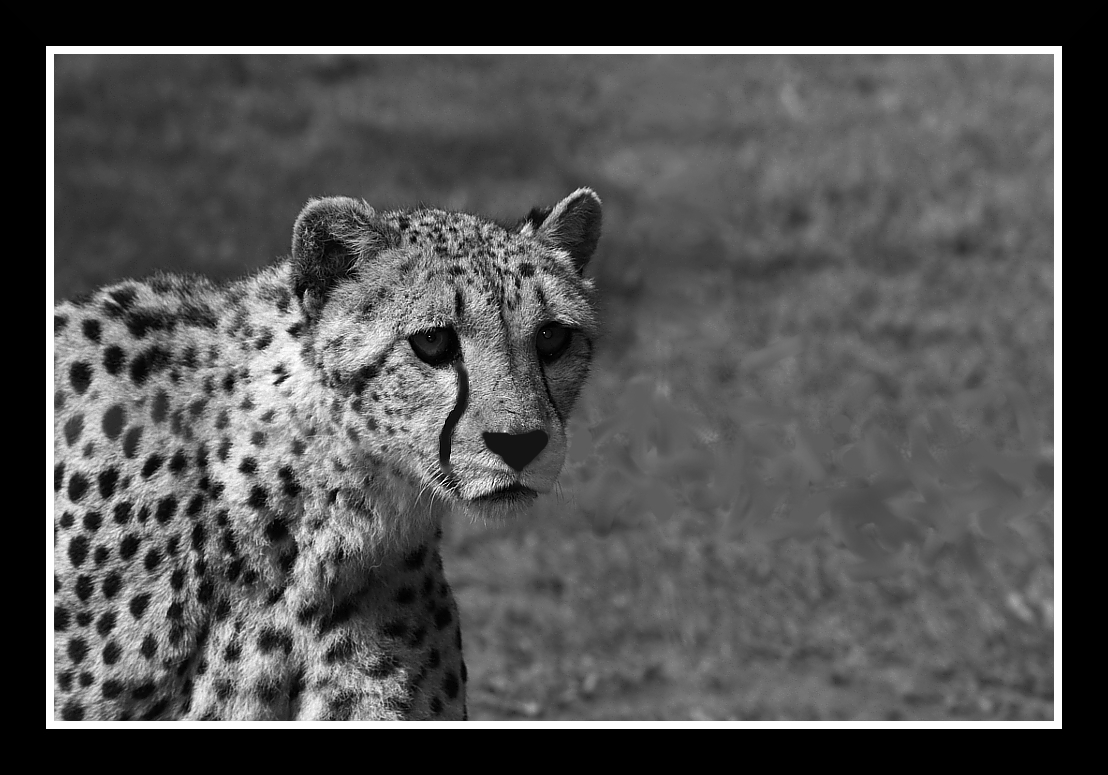 Gepard