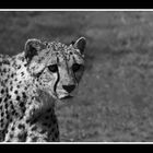 Gepard