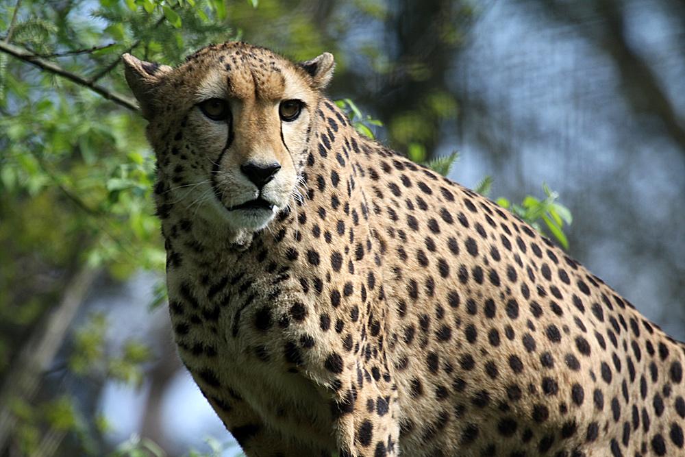 Gepard