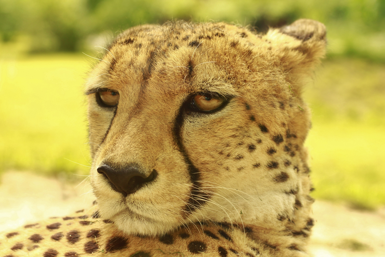 Gepard