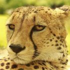 Gepard