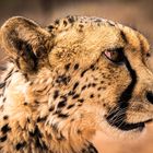 Gepard