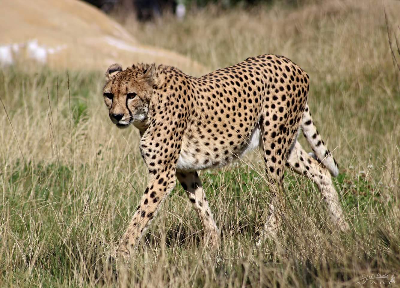 Gepard