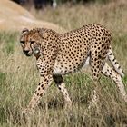 Gepard