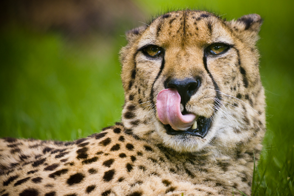 Gepard