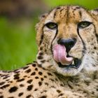 Gepard