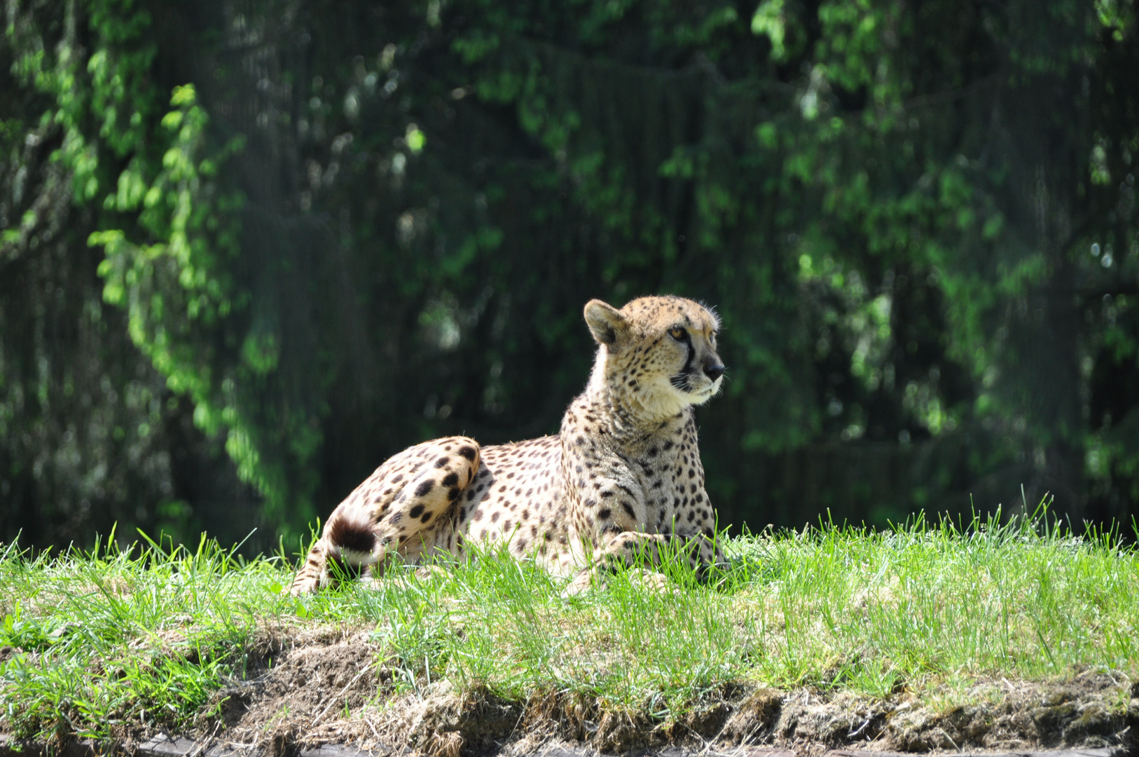 Gepard