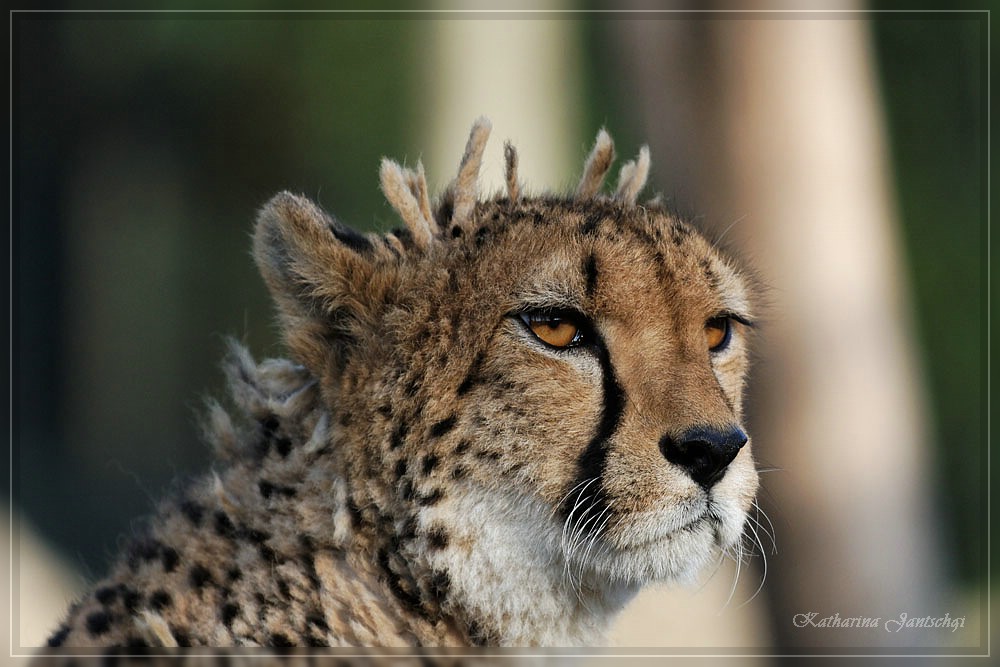 Gepard