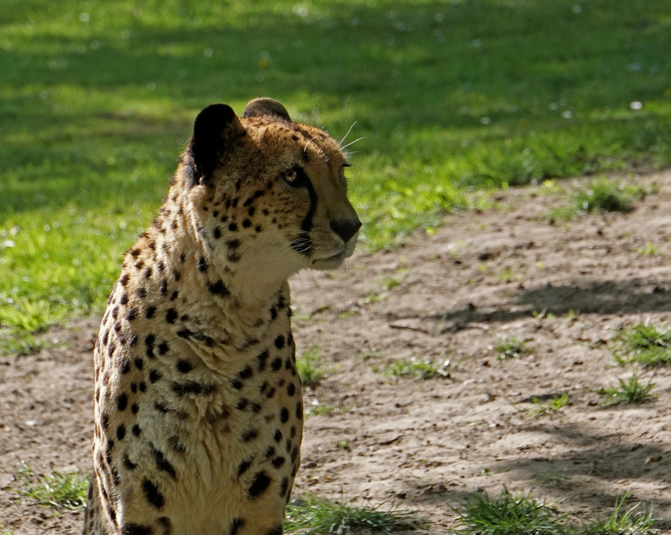 Gepard (4)