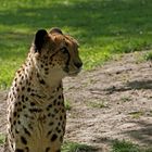 Gepard (4)