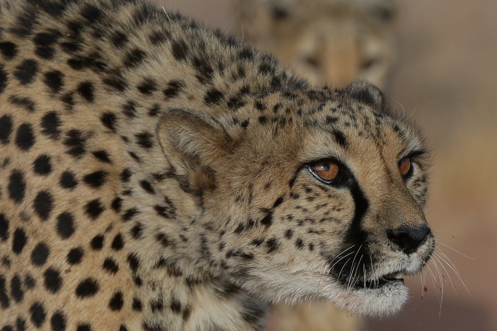 Gepard