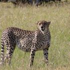 Gepard