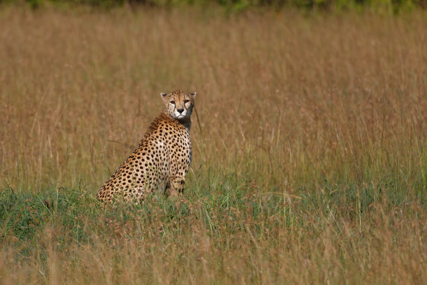 Gepard